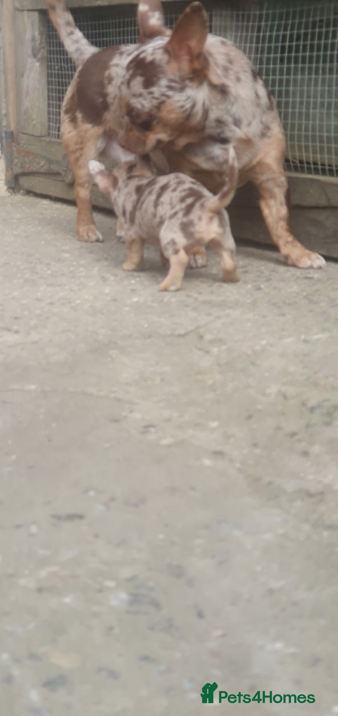 Chihuahua dogs for stud: Chocolate Merle chihuahua stud - Image 6