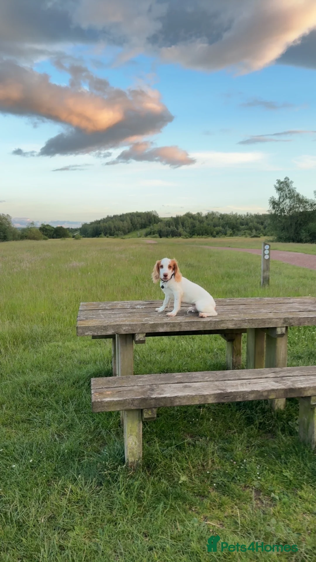 Cocker Spaniel dogs for sale: 7 month old cocker  in Sheffield - Advert 1