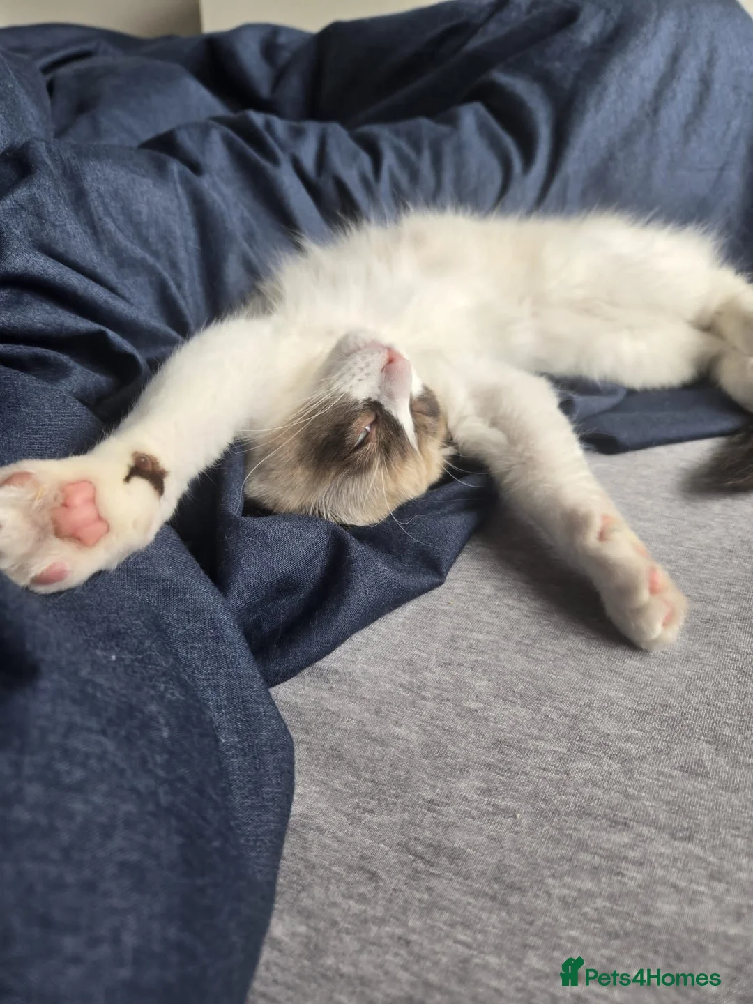 Ragdoll cats for sale: Boy ragdoll  - Advert 1