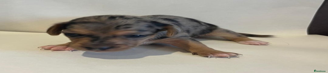 Jackapoo Puppy 2
