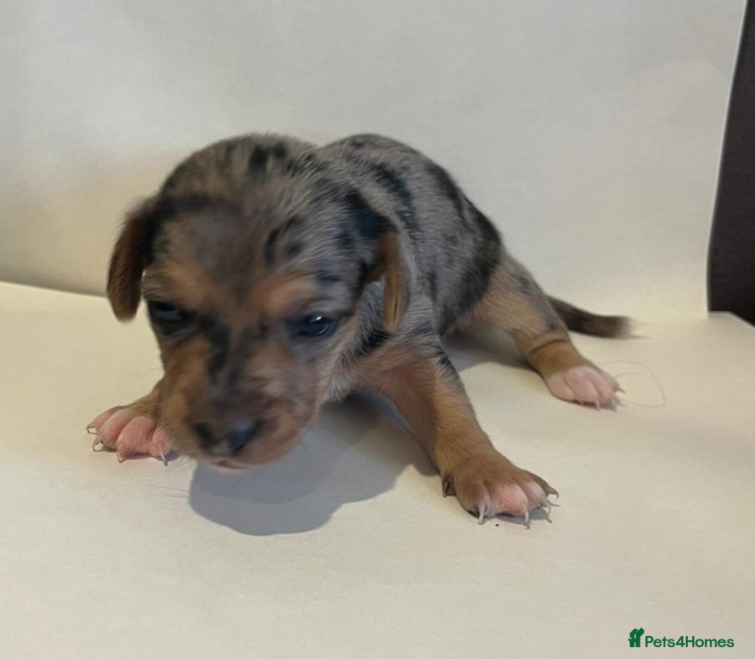 Jackapoo dogs for sale: 7 little bundles of gorgeousness - Image 3