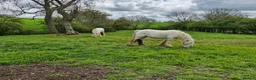 Miniature horses for sale: Rising 6 year old mini cob  in Stockton-on-Tees - Advert 3