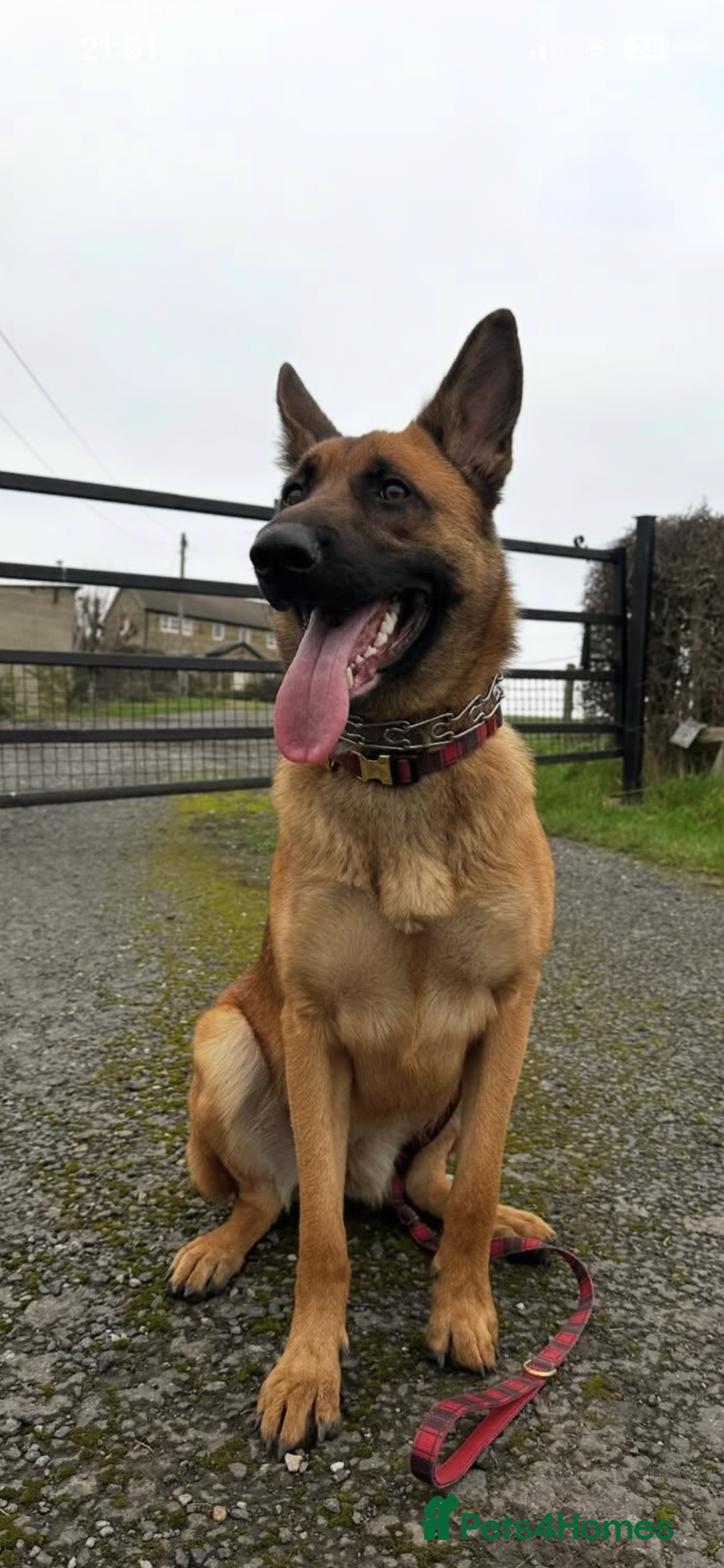 Belgian Shepherd Dog dogs for sale: Rehome begium Malinois x shepherd  - Advert 2