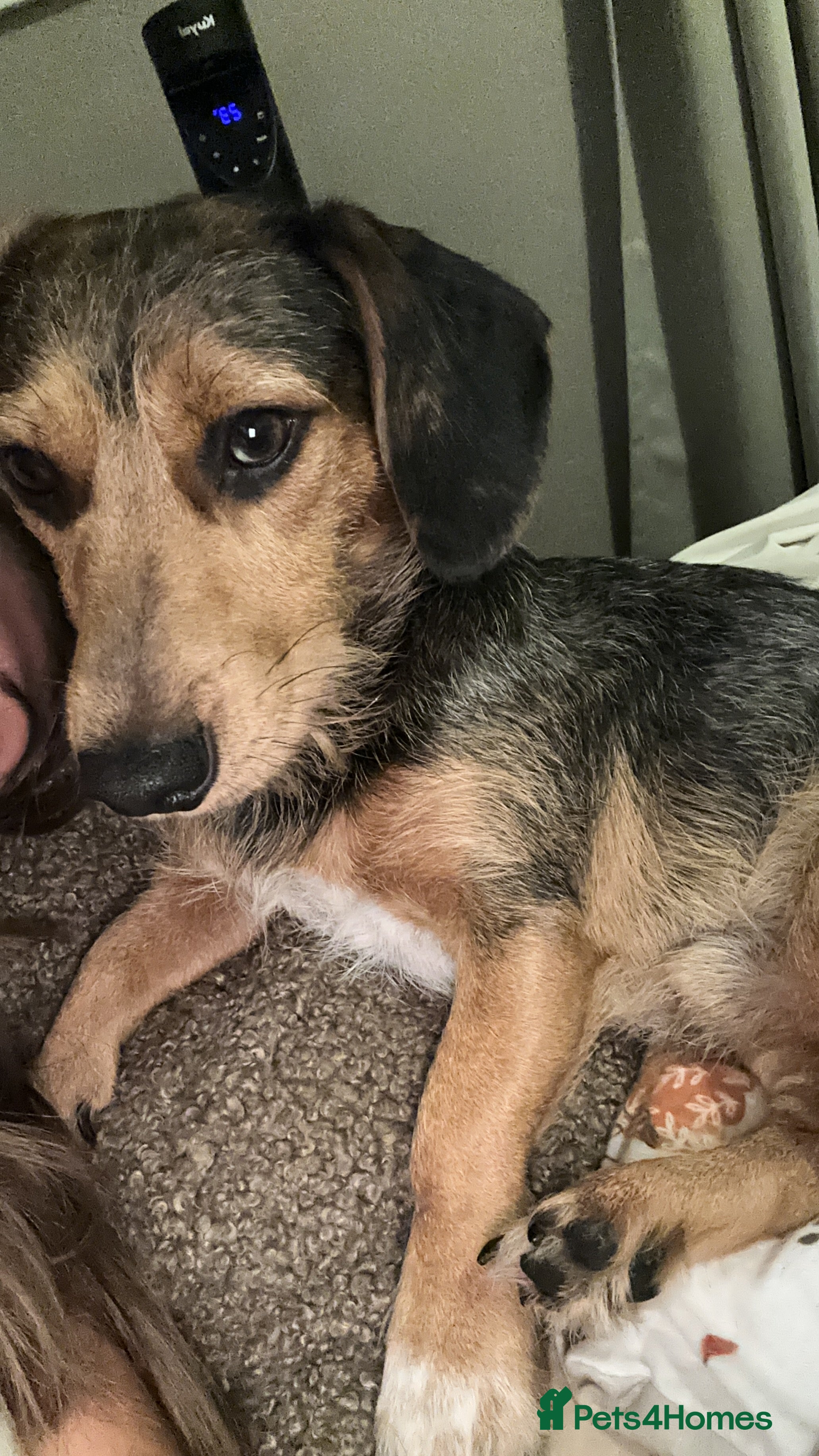 Mixed Breed dogs Bentley  - Advert 1