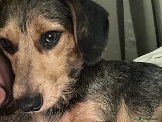 Mixed Breed dogs Bentley - Advert 1