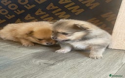 Pomeranian dogs for sale: 3 stunning girls  - Image 13