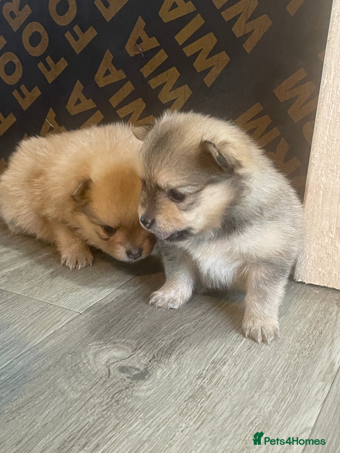 Pomeranian dogs for sale: 3 stunning girls  - Image 13