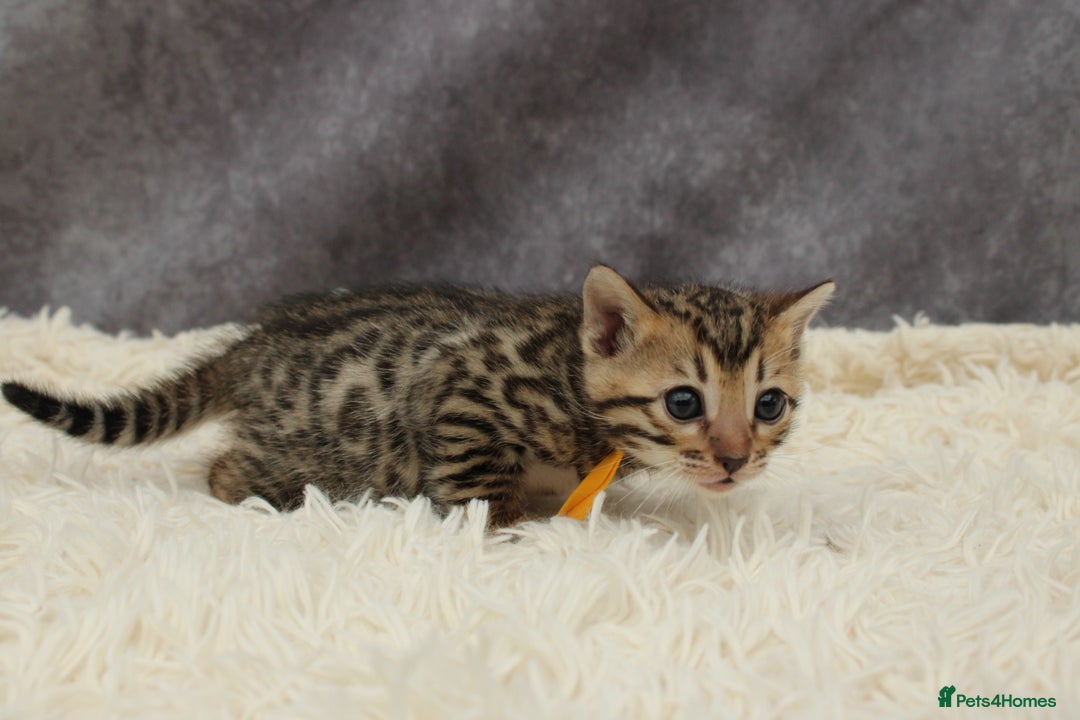 Bengal cats for sale: 🔥Stunning Bengals ready for reservation🔥 - Image 16