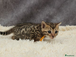 Bengal cats - Advert 14