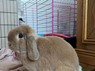 Mini Lop rabbits Mini Lop Female - Advert 11