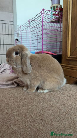 Mini Lop rabbits Mini Lop Female - Advert 14