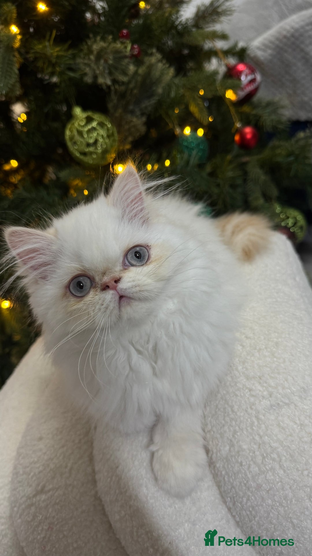 Persian cats for sale: Beautiful Persian Male Kitten Available - Advert 7