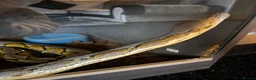 Python Snake reptiles for sale: Python snake  - Advert 1
