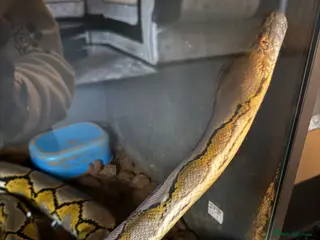 Python Snake reptiles Python snake - Advert 1