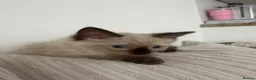Ragdoll cats for sale: Ragdoll male kitten - Advert 2