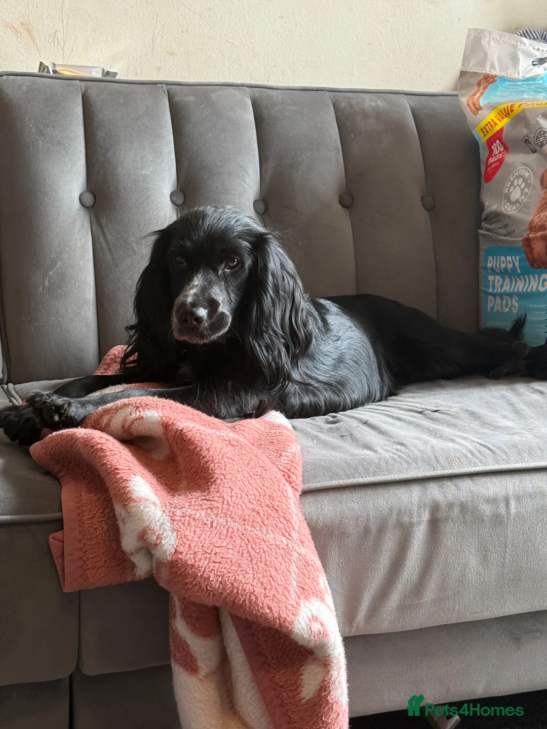 Sprocker dogs for sale: Spaniel puppies  - Advert 1