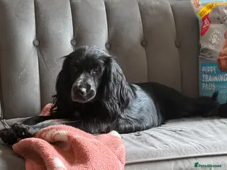 Sprocker dogs Spaniel puppies - Advert 1