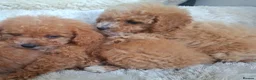 Cavapoo dogs for sale: Toy cavapoos heath checked 100 percent perfect - Advert 5