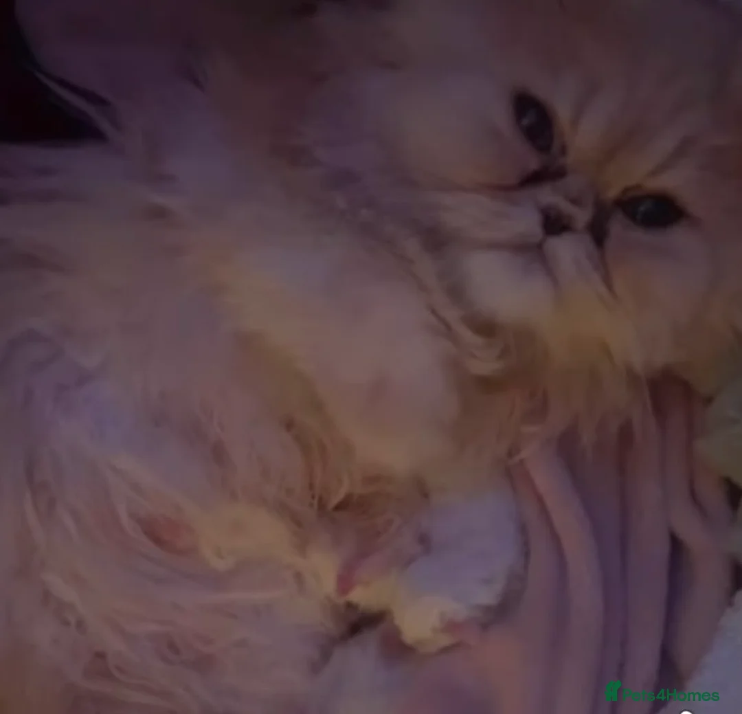 Persian cats for sale: Kittens EXOTIC LONG HAIR PERSIAN DOLL FACE - Advert 2