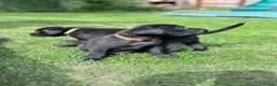 Labrador Retriever dogs for sale: FTCH KC Labrador puppies - Advert 8