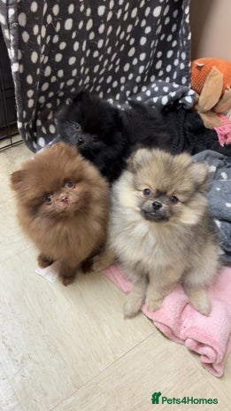 Pomeranian dogs in Tipton - Advert 11