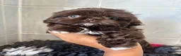Shih Tzu dogs for sale: 💕Stunning Chocolate Shih Tzu💕 - Advert 19