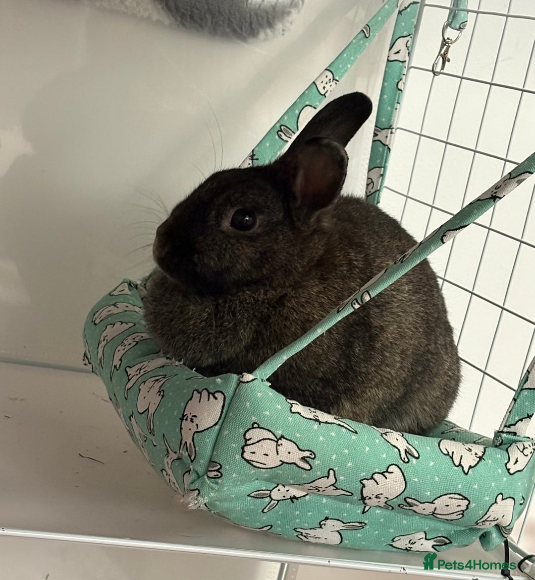 Mixed Breed rabbits for sale: Indoor Rabbit Plus Full Set Up/Etc. For Sale - Advert 3