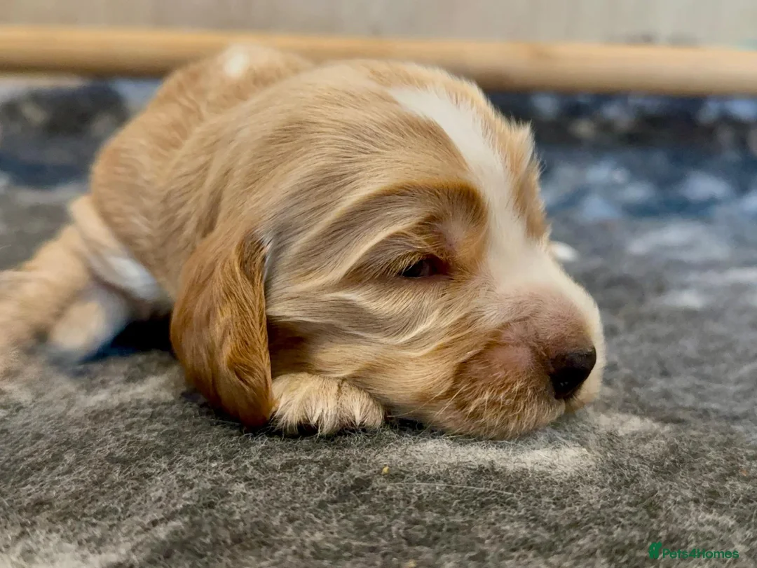 Cocker Spaniel dogs for sale: Gorgeous KC/Full Health Cocker Spaniel show type - Advert 3