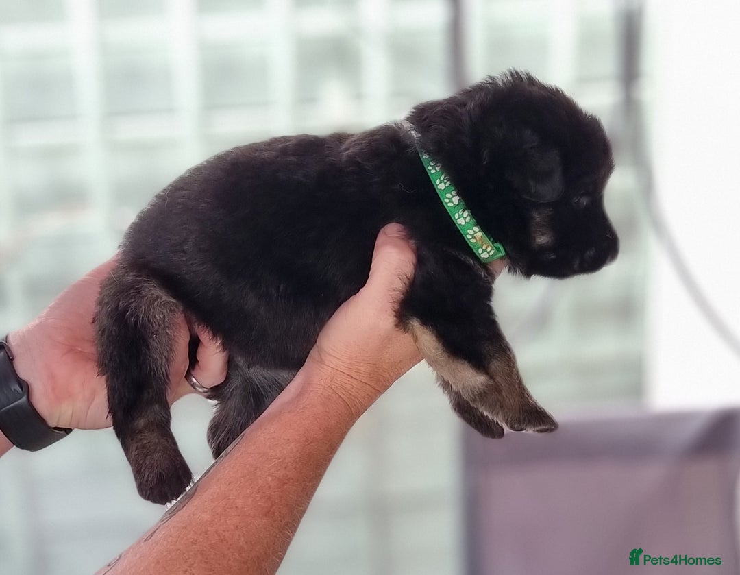German Shepherd dogs for sale:  kc,health tested straight back german shepherd - Image 11