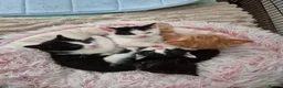 British Shorthair cats for sale: Adorable kittens from a loving home - Advert 8