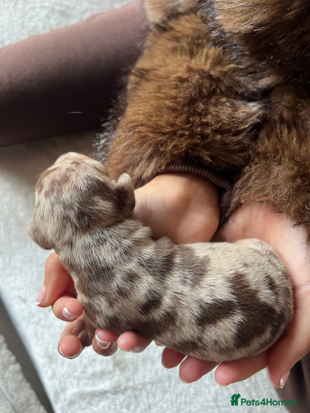 Miniature Dachshund dogs for sale: Beautiful litter of miniature dachshund  - Advert 10