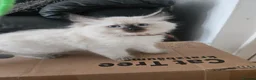 Ragdoll cats for sale: Ragamese ragdoll Siamese kittens  - Advert 15