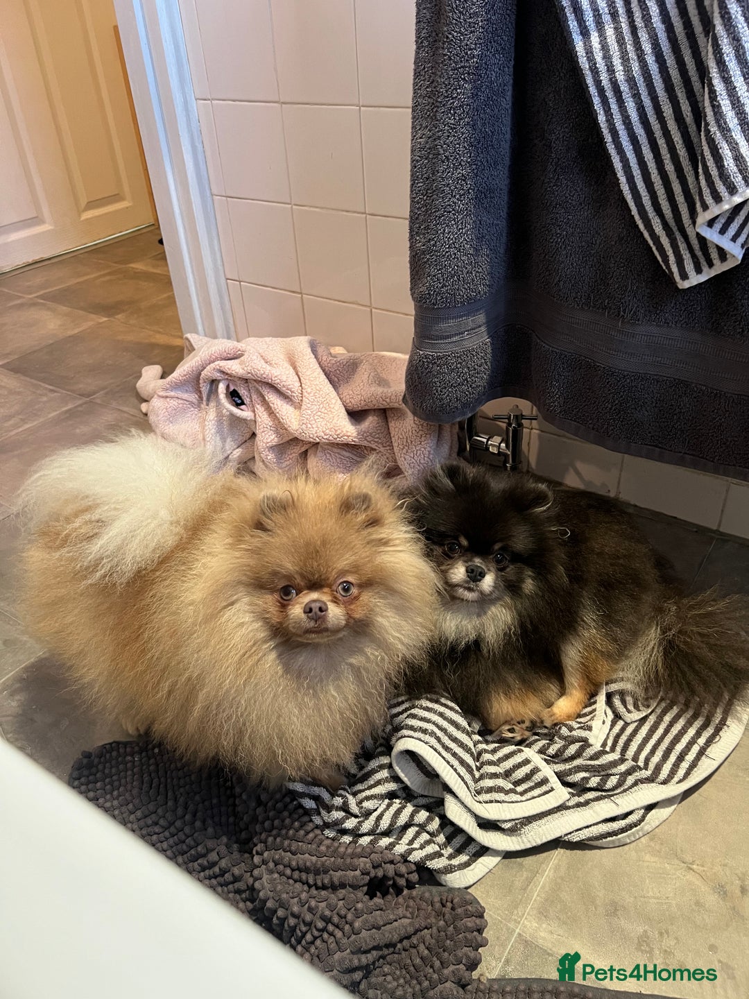 Pomeranian dogs for sale: Teddybear cuddly Retired spayed 1-2 years old  - Image 23