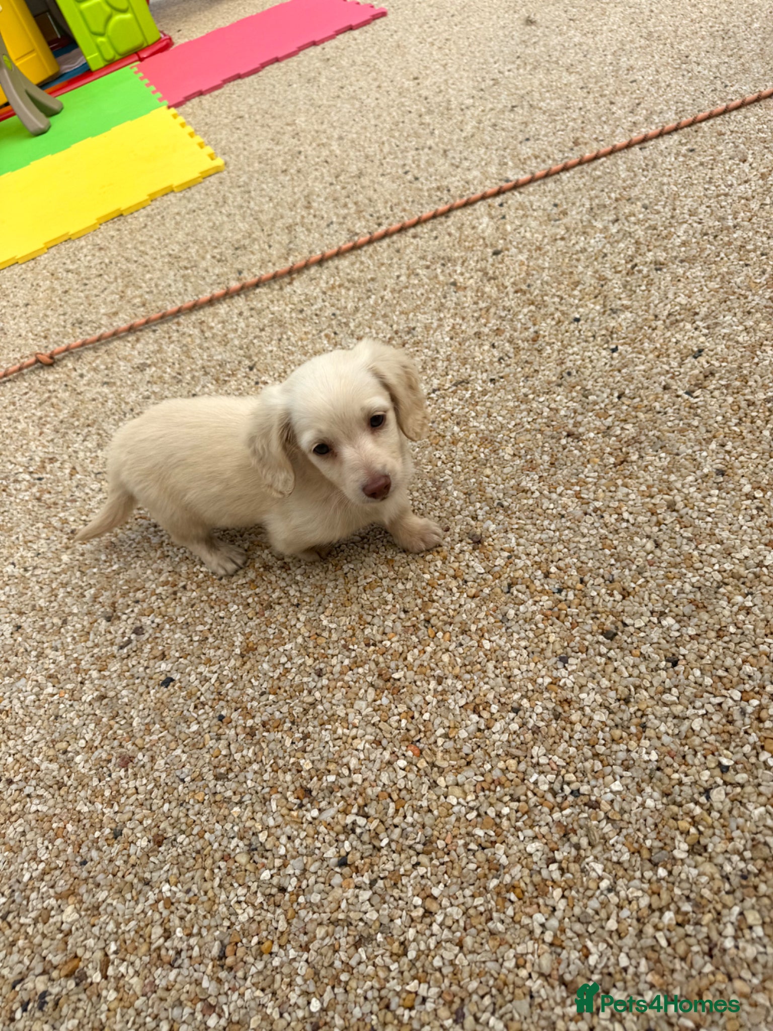 Miniature Dachshund dogs eeii Bright cream KC! Longhair miniature dachshund - Advert 2