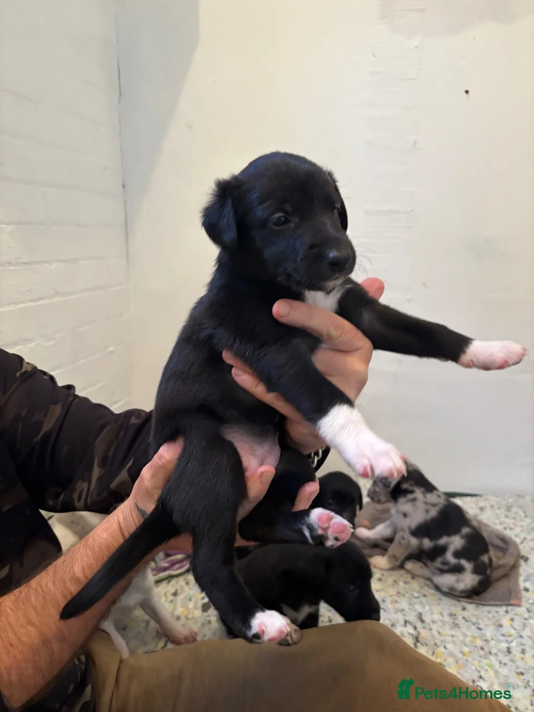 Lurcher dogs for sale: Lurchers for sale - Advert 8