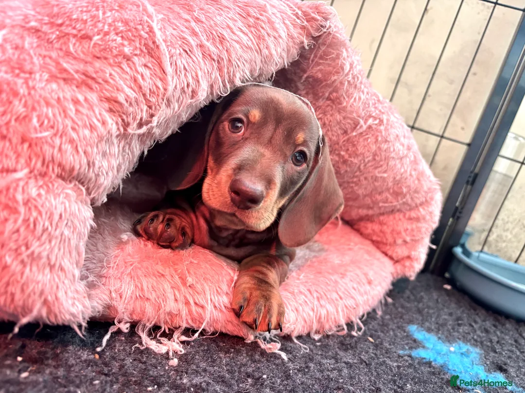 Miniature Dachshund dogs for sale: Quality KC Registered Miniature Dachshund Litter - Advert 7