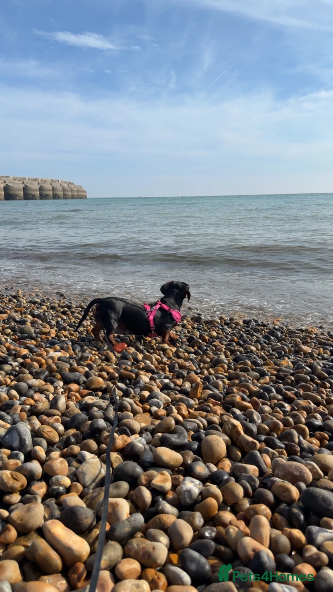 Dachshund dogs for sale: Cherry dog - Advert 2