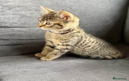 Mixed Breed cats for sale: Bengal cross girl  - Image 2