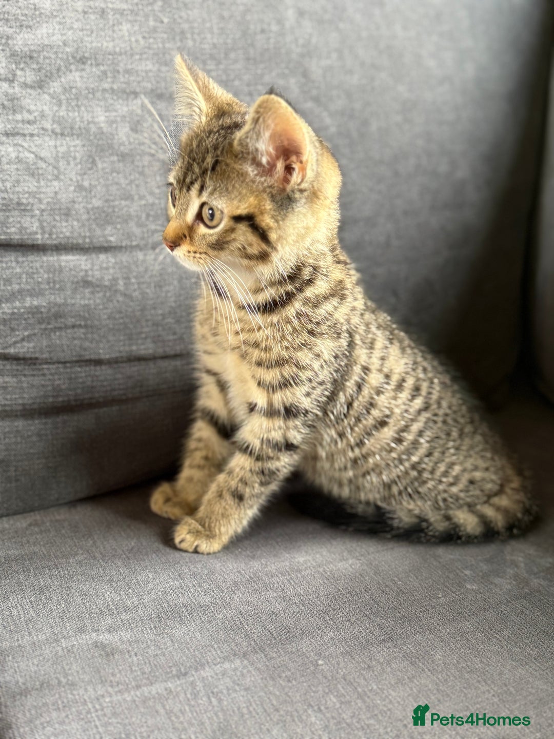 Mixed Breed cats for sale: Bengal cross girl  - Image 2