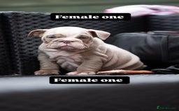 English Bulldog dogs for sale: English bulldog pups for sale  - Image 9