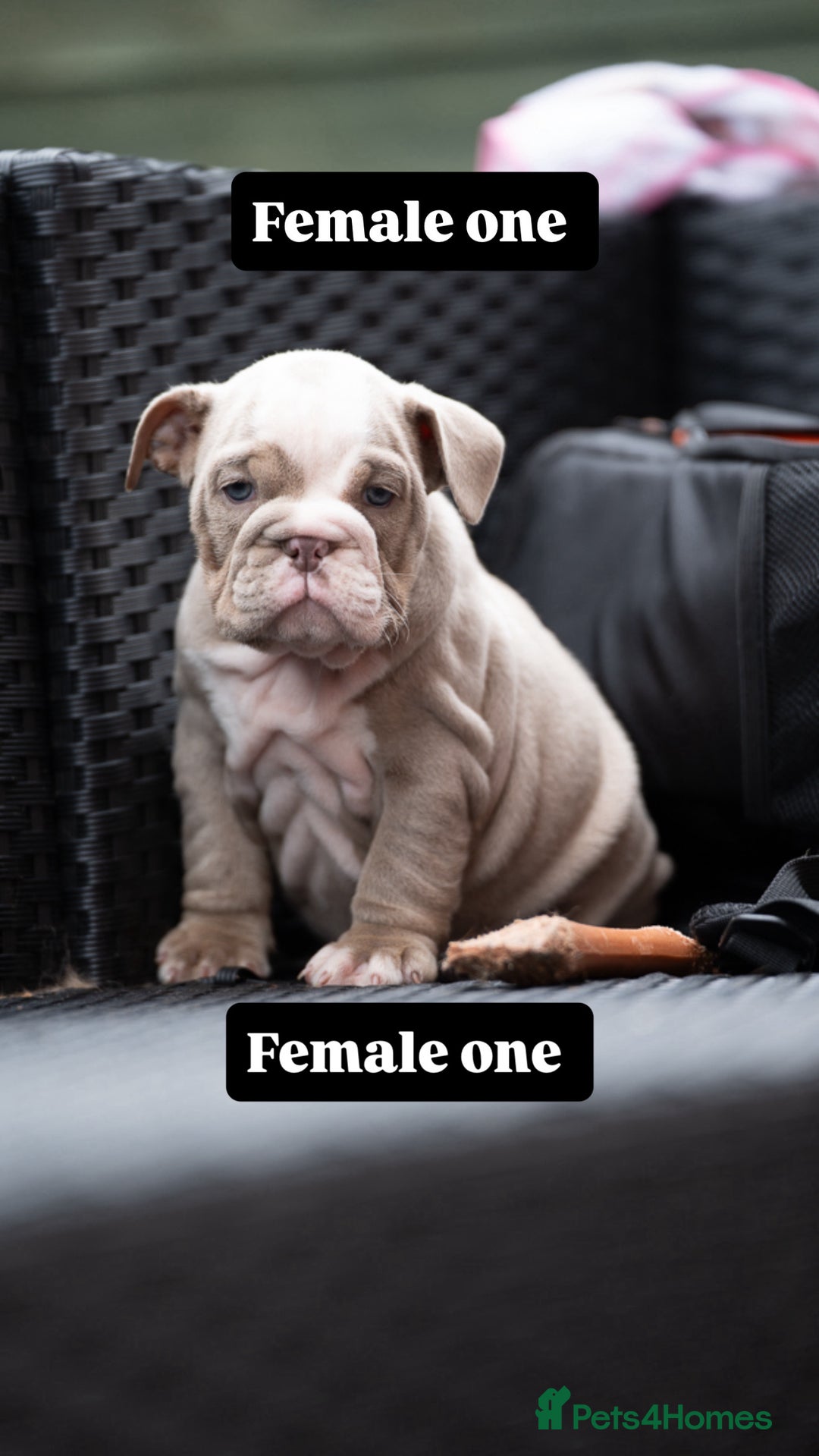 English Bulldog dogs for sale: English bulldog pups for sale  - Image 9