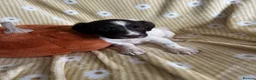 English Springer Spaniel dogs for sale: Springer spaniel pups  - Advert 9