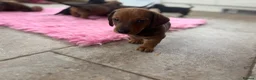 Dachshund dogs for sale: Stunning KC Registered Standard Dachshunds  - Advert 21