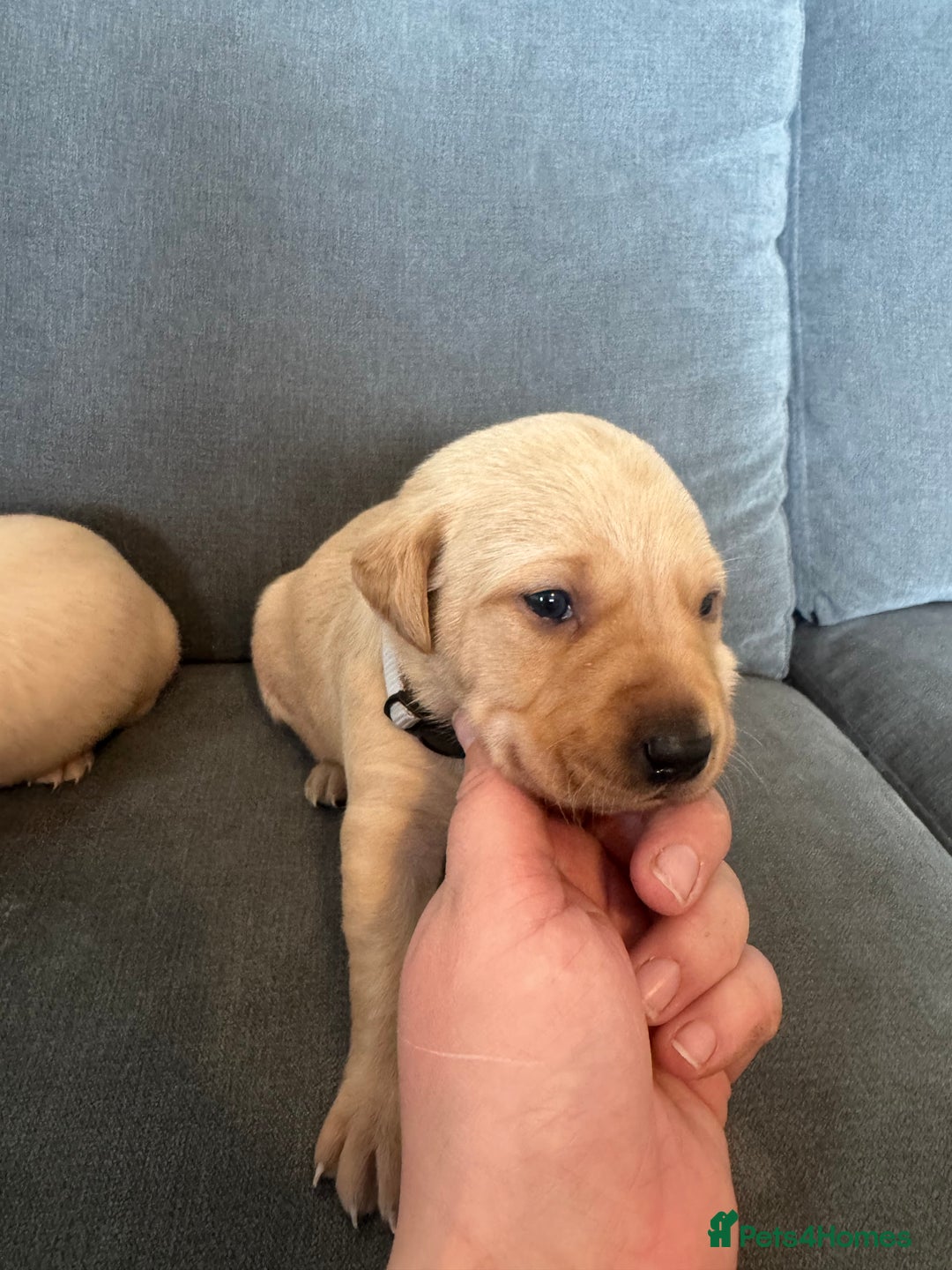 Labrador Retriever dogs for sale: Mixed Yellow and Red Labrador Puppies - Advert 11