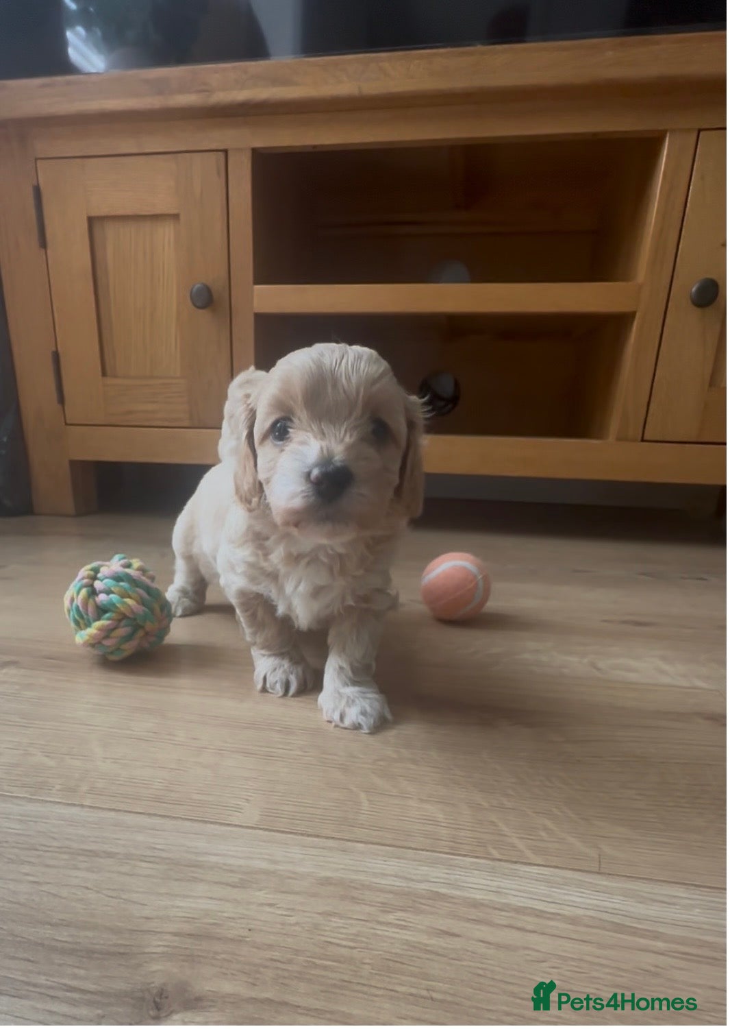 Maltipoo dogs Beautiful F1 Maltipoo’s  - Advert 13