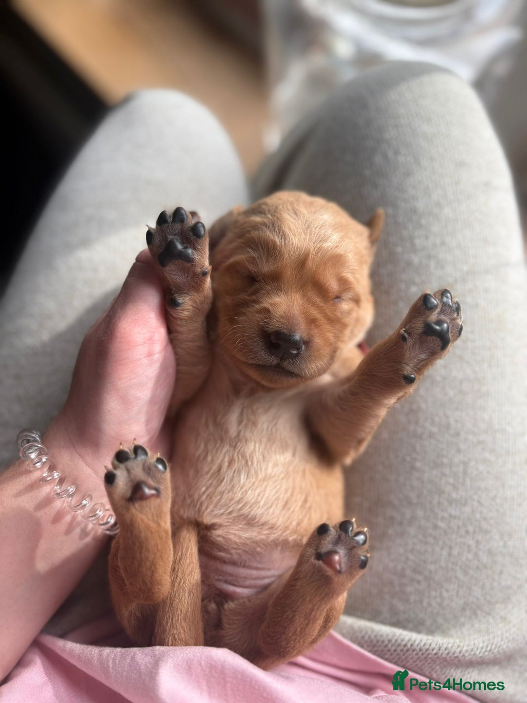 Goldador dogs for sale: Goldador puppies - Advert 10