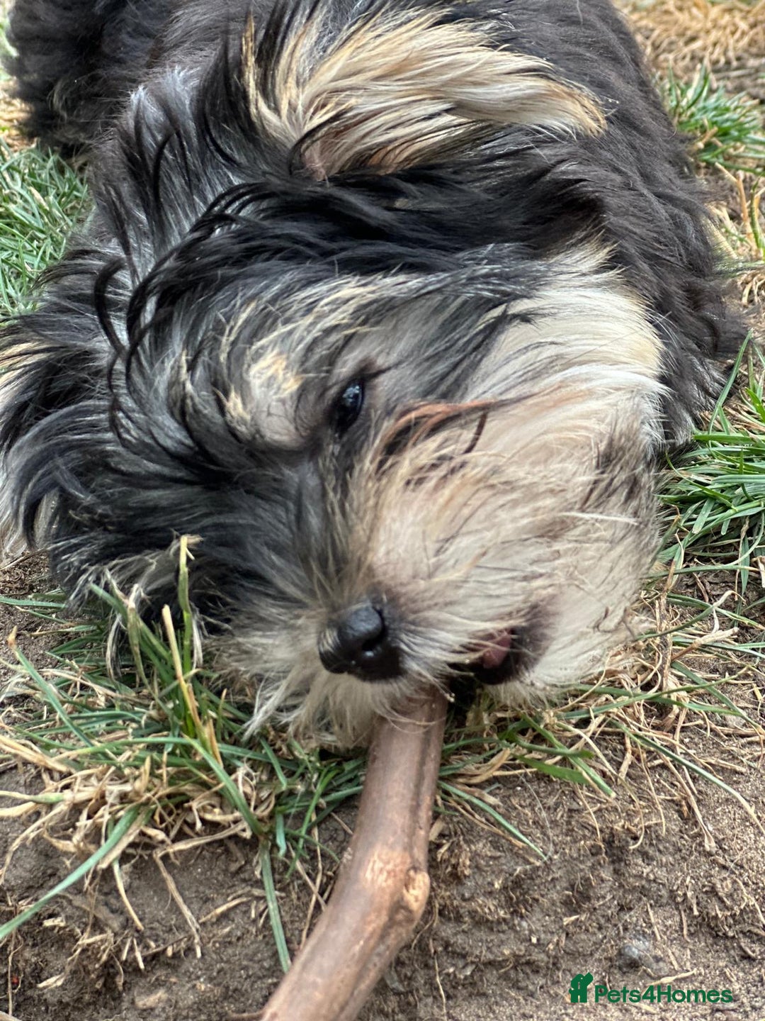 Morkie dogs for sale: Adorable Morkie Girl - Image 5