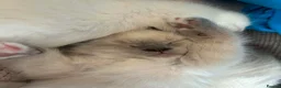 Mixed Breed cats for sale: Ragdoll cross kitten's - Advert 12