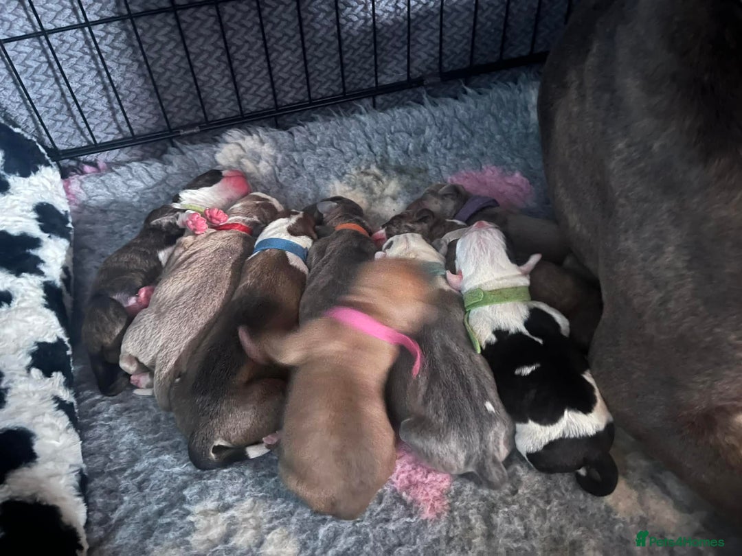 Mixed Breed dogs for sale: Old tyme x puppys  - Advert 3