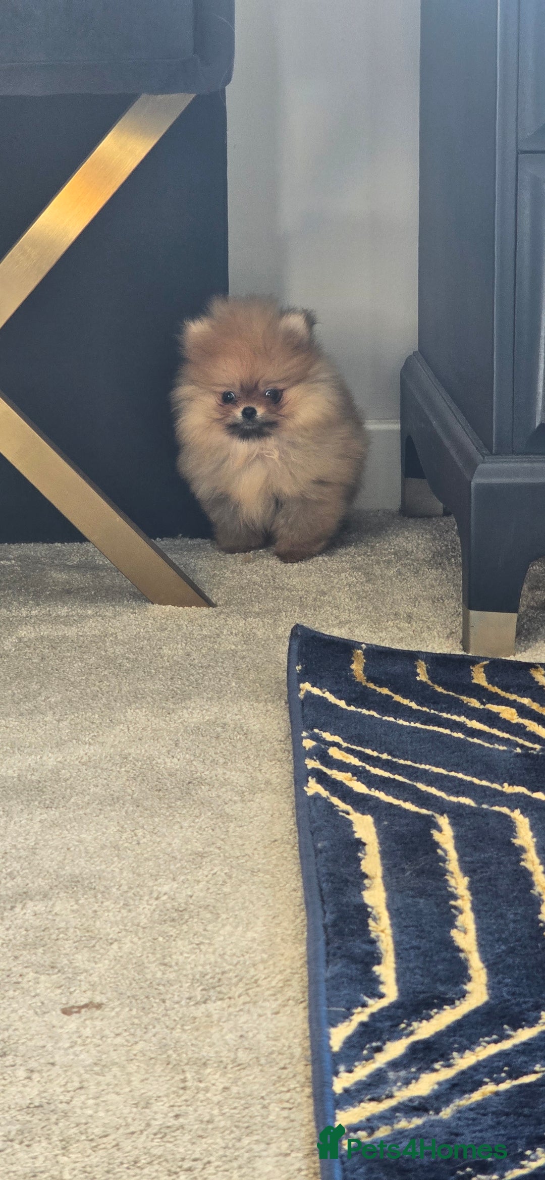 Pomeranian dogs for sale: Pomeranian 1 boy left 🤍 40+🏆lines - Advert 5